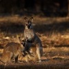 Klokan rudokrky - Macropus rufogriseus - Bennett's wallaby 6550